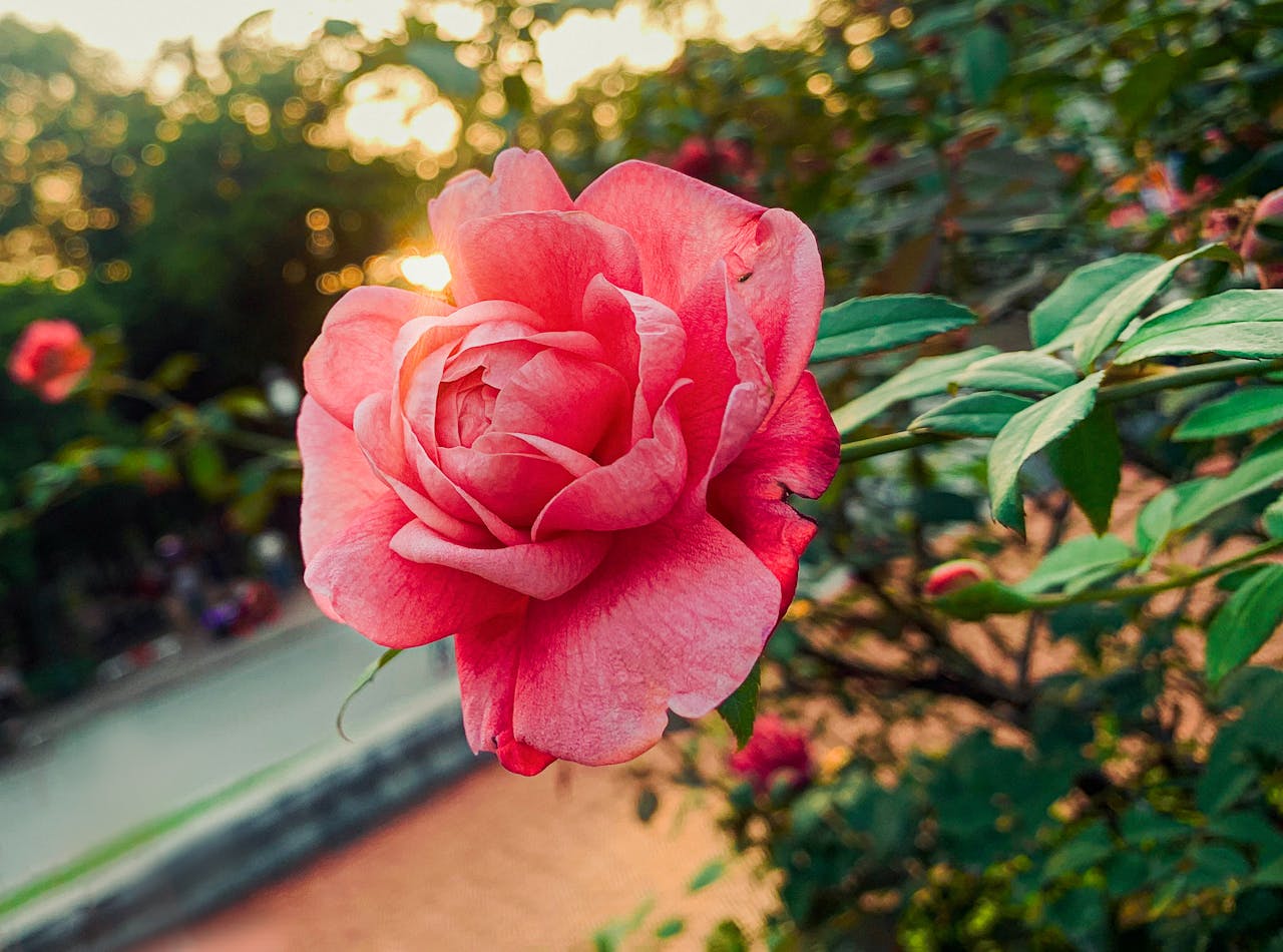 Annual Flowers