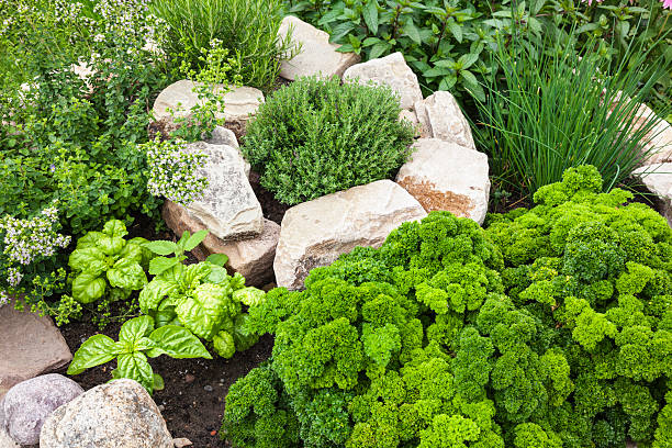 Herb Garden