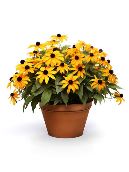 Black-eyed Susan