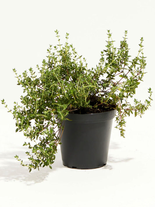 Thyme