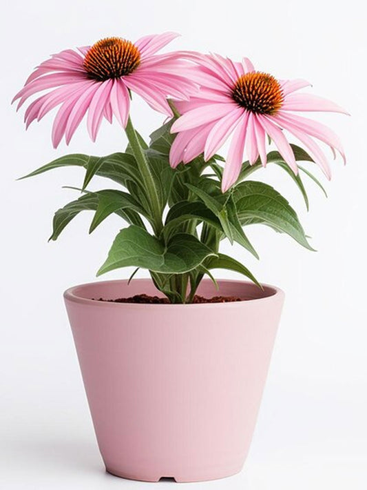 Purple Coneflower