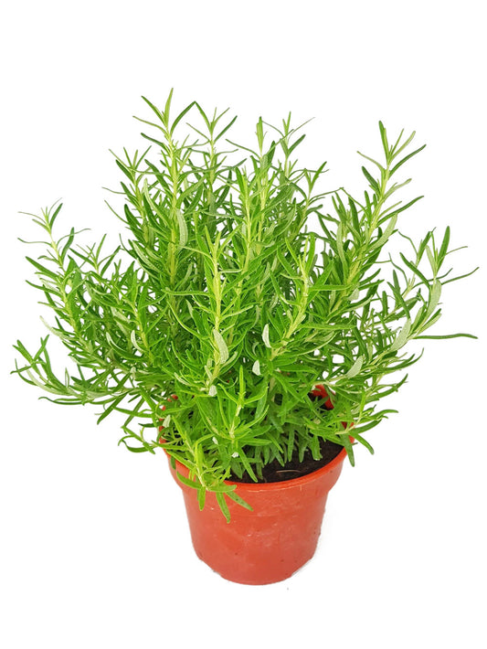 Rosemary