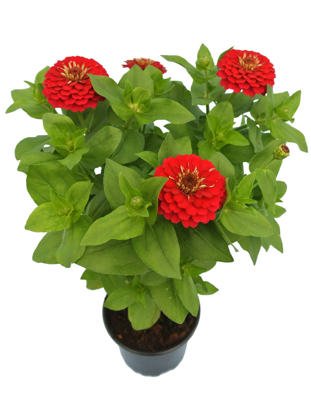 Zinnia